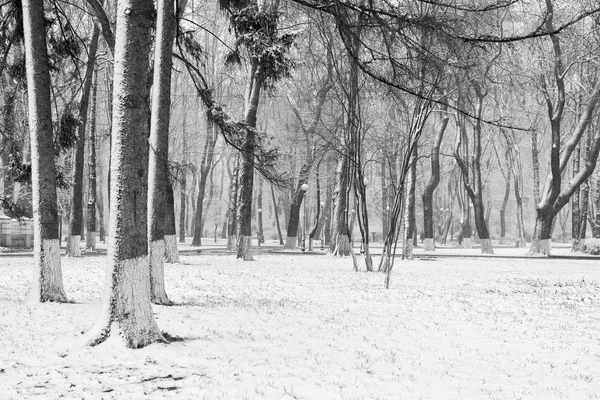 Winter Landscape Falling Snowflakes Bench Covered Snow Frosty Park Winter — Stock Photo, Image