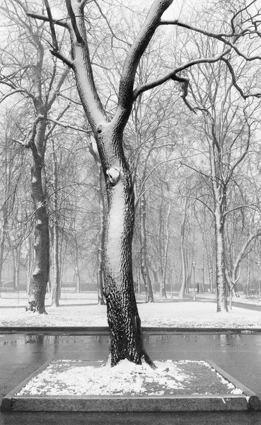 Winter Landscape Falling Snowflakes Bench Covered Snow Frosty Park Winter — Stock Photo, Image