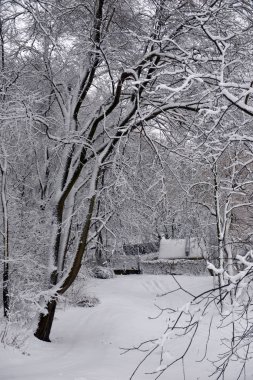 Kış manzarası - orman karlı kış ağaçlar bulutlu kış havalarda. Doğanın huzurlu sahne kış, kar kış orman kaplı ağaçlar kış