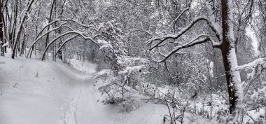 Kış manzarası - orman karlı kış ağaçlar bulutlu kış havalarda. Doğanın huzurlu sahne kış, kar kış orman kaplı ağaçlar kış