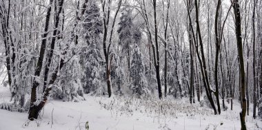 Kış manzarası - orman karlı kış ağaçlar bulutlu kış havalarda. Doğanın huzurlu sahne kış, kar kış orman kaplı ağaçlar kış