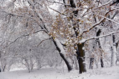 Kış manzarası - orman karlı kış ağaçlar bulutlu kış havalarda. Doğanın huzurlu sahne kış, kar kış orman kaplı ağaçlar kış
