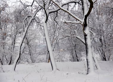 Kış manzarası - orman karlı kış ağaçlar bulutlu kış havalarda. Doğanın huzurlu sahne kış, kar kış orman kaplı ağaçlar kış