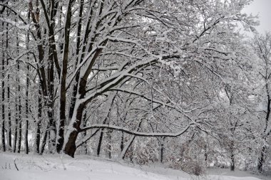 Kış manzarası - orman karlı kış ağaçlar bulutlu kış havalarda. Doğanın huzurlu sahne kış, kar kış orman kaplı ağaçlar kış