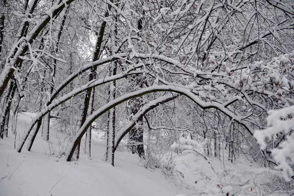 冬の風景 冬の曇りの天候雪の森冬の木 冬の静かな自然の中 冬の冬の森の雪に覆われた木 — ストック写真