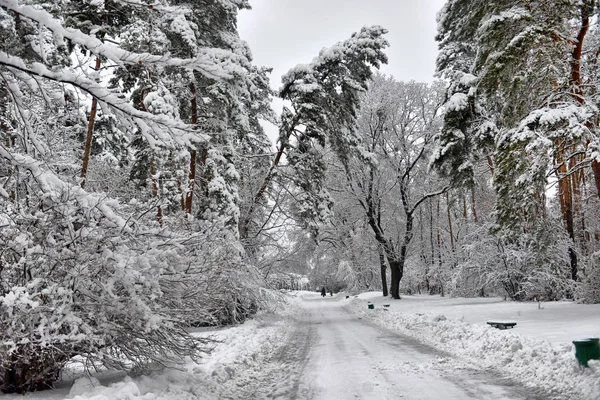 Winterlandschap Bos Besneeuwde Winter Bomen Bewolkt Winterweer Rustige Scène Van — Stockfoto