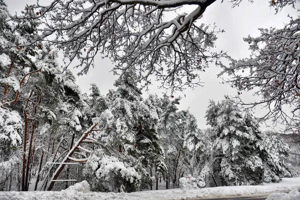 冬の風景 冬の曇りの天候雪の森冬の木 冬の静かな自然の中 冬の冬の森の雪に覆われた木 — ストック写真