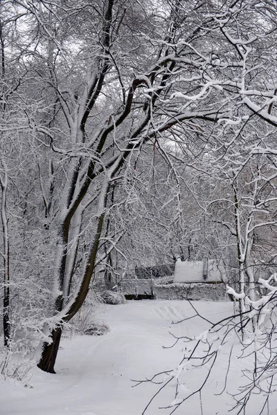 Kış manzarası - orman karlı kış ağaçlar bulutlu kış havalarda. Doğanın huzurlu sahne kış, kar kış orman kaplı ağaçlar kış