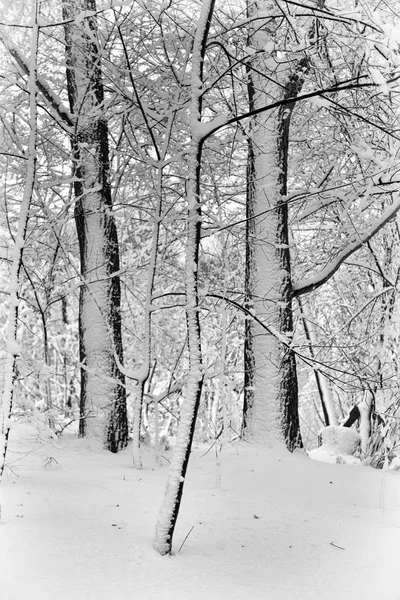 Winterlandschaft Wald Schneebedeckte Winterbäume Bei Trübem Winterwetter Winter Natur Ruhige — Stockfoto