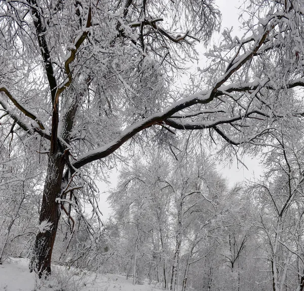 Téli Táj Erdő Havas Téli Fák Felhős Téli Időjárás Téli — Stock Fotó