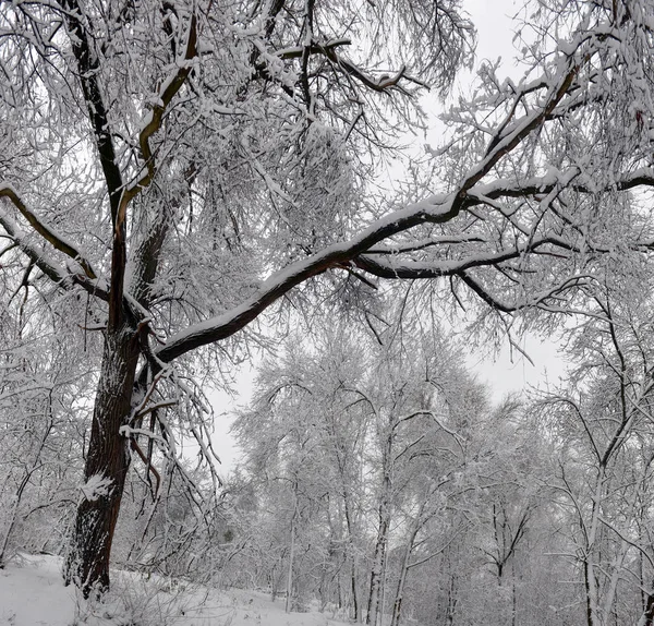 Paisagem Inverno Árvores Inverno Nevadas Floresta Tempo Inverno Nublado Natureza — Fotografia de Stock