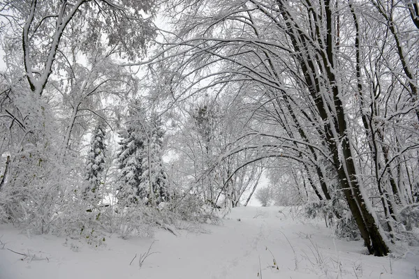 Paisagem Inverno Árvores Inverno Nevadas Floresta Tempo Inverno Nublado Natureza — Fotografia de Stock