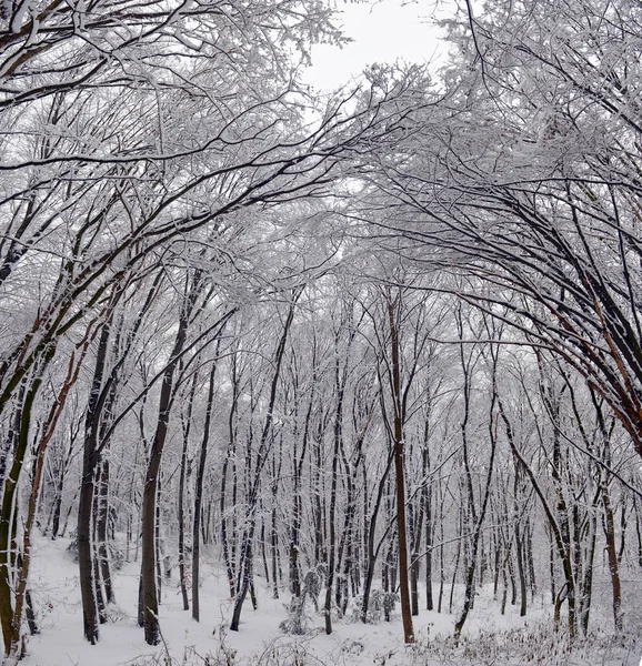 冬季景观 森林雪冬树在多云的冬季天气 冬天自然宁静的场面 冬天的树木覆盖着雪在冬天森林 — 图库照片