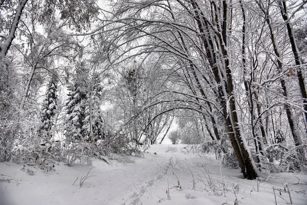 Kış Manzarası Orman Karlı Kış Ağaçlar Bulutlu Kış Havalarda Doğanın — Stok fotoğraf