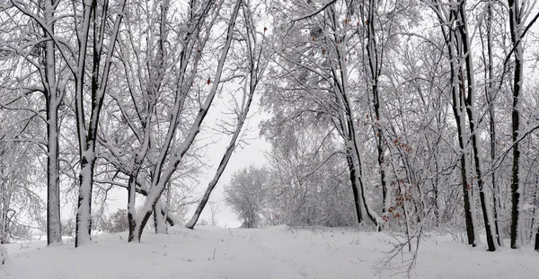 Pejzaż Zimowy Las Snowy Zimowych Drzew Zachmurzony Zima Pogoda Zimowa — Zdjęcie stockowe
