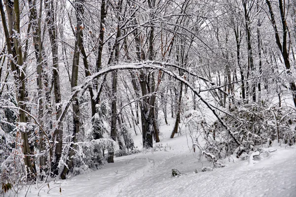 Зимний Пейзаж Заснеженные Зимние Деревья Облачную Зимнюю Погоду Зимняя Природа — стоковое фото