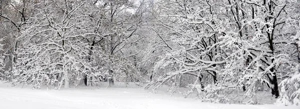 Winterlandschaft Wald Schneebedeckte Winterbäume Bei Trübem Winterwetter Winter Natur Ruhige — Stockfoto