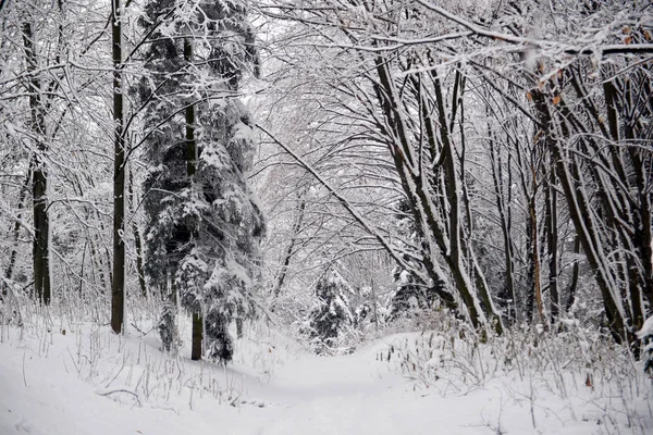 Paesaggio Invernale Alberi Invernali Nevosi Foresta Tempo Invernale Nuvoloso Natura — Foto Stock