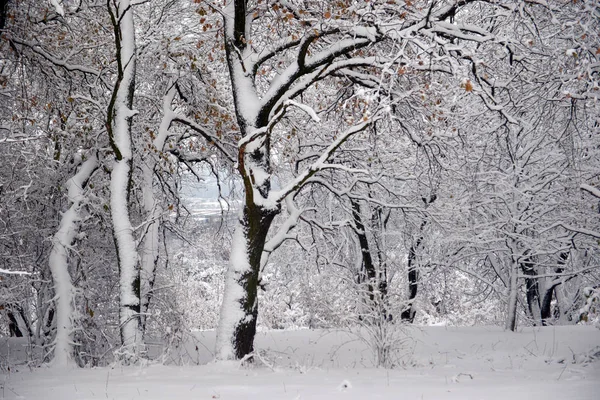 Kış manzarası - orman karlı kış ağaçlar bulutlu kış havalarda. Doğanın huzurlu sahne kış, kar kış orman kaplı ağaçlar kış