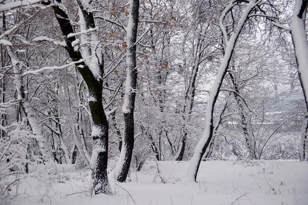 Winterlandschap Bos Besneeuwde Winter Bomen Bewolkt Winterweer Rustige Scène Van — Stockfoto