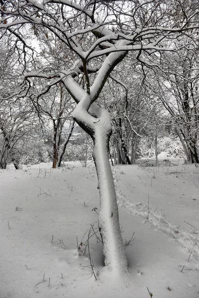 Kış Manzarası Orman Karlı Kış Ağaçlar Bulutlu Kış Havalarda Doğanın — Stok fotoğraf