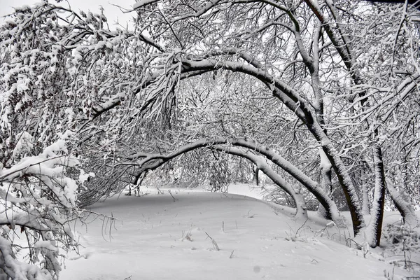 Paisaje Invernal Árboles Nevados Invierno Con Clima Nublado Invierno Naturaleza —  Fotos de Stock