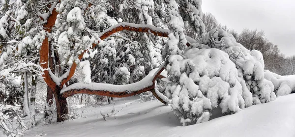 Paisagem Inverno Árvores Inverno Nevadas Floresta Tempo Inverno Nublado Natureza — Fotografia de Stock