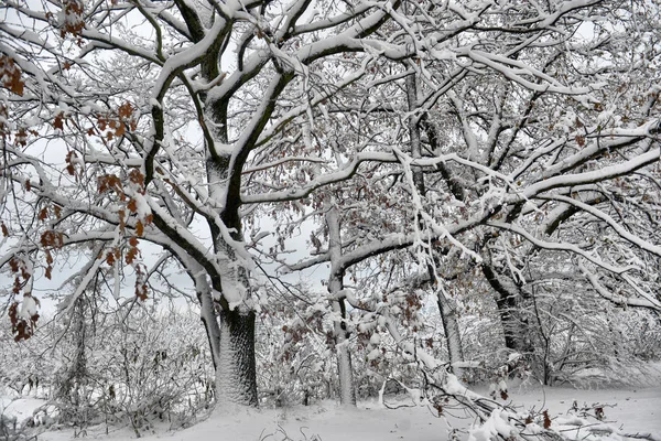 Vinterlandskap Snöig Vinter Skogsträd Mulen Vinterväder Vinter Natur Lugn Scen — Stockfoto