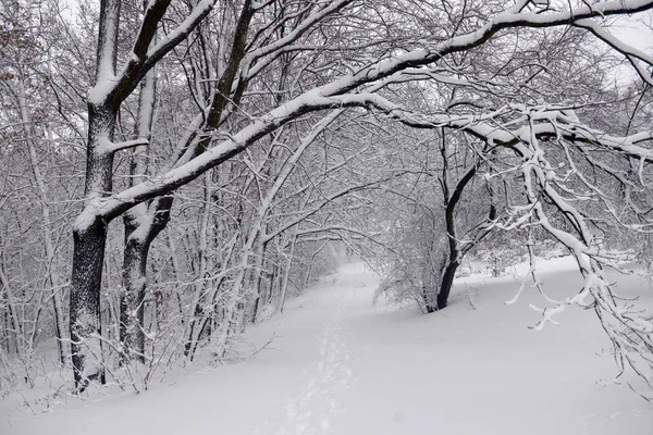 Winterlandschaft Wald Schneebedeckte Winterbäume Bei Trübem Winterwetter Winter Natur Ruhige — Stockfoto