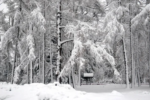 冬の風景 冬の曇りの天候雪の森冬の木 冬の静かな自然の中 冬の冬の森の雪に覆われた木 — ストック写真