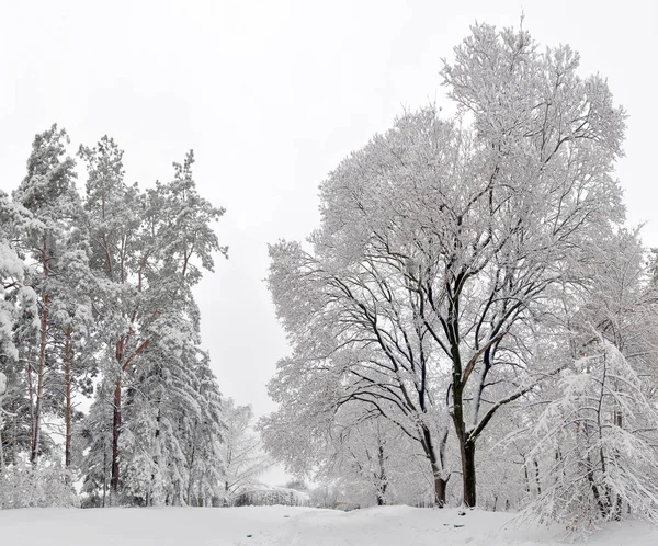 Paisagem Inverno Árvores Inverno Nevadas Floresta Tempo Inverno Nublado Natureza — Fotografia de Stock