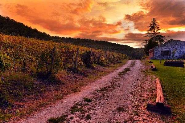 Campo tradicional e paisagens da bela Toscana. Vin... — Fotografia de Stock