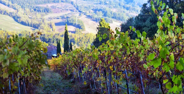 Traditionell landsbygd och landskap i vackra Toscana. Vin — Stockfoto