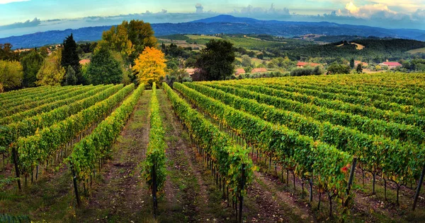 Campo tradicional e paisagens da bela Toscana. Vin... — Fotografia de Stock