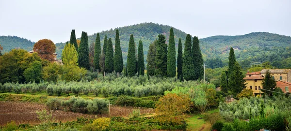 Traditional countryside and landscapes of beautiful Tuscany. Vin — Stock Photo, Image