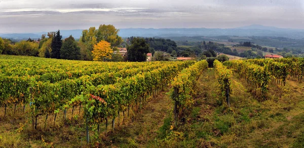 Campo tradicional e paisagens da bela Toscana. Vin... — Fotografia de Stock