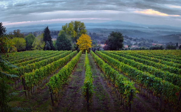 Traditionell landsbygd och landskap i vackra Toscana. Vin — Stockfoto