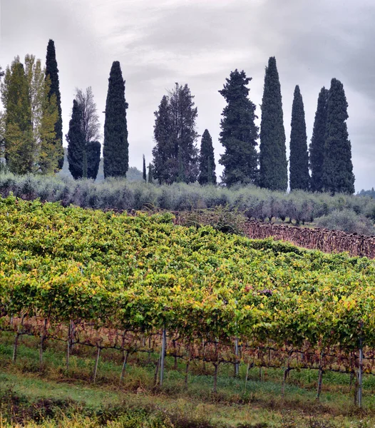 Traditionell landsbygd och landskap i vackra Toscana. Vin — Stockfoto