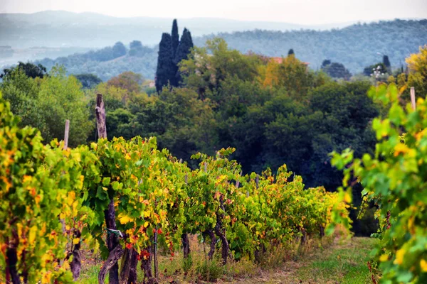 Traditionelle Landschaft und Landschaften der wunderschönen Toskana. Vin — Stockfoto