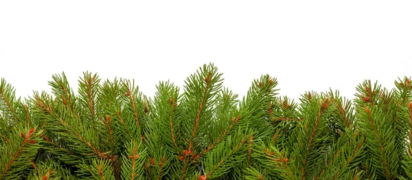 Las ramas del árbol de Navidad en blanco —  Fotos de Stock