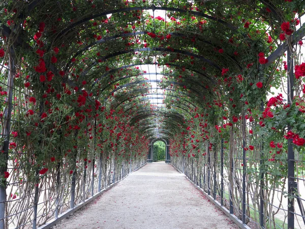 Belle Arcade Naturelle Verte Abstraite Faite Roses Fleurs — Photo