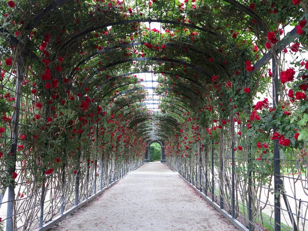 Streszczenie Piękny Świeże Zielone Naturalne Archway Kwitnących Róż — Zdjęcie stockowe