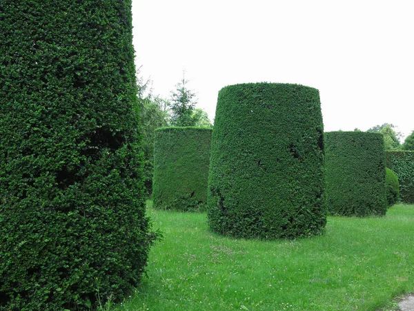 Des Arbres Coupés Géométriquement Idéalement Dans Parc Abstrait Bien Entretenu — Photo