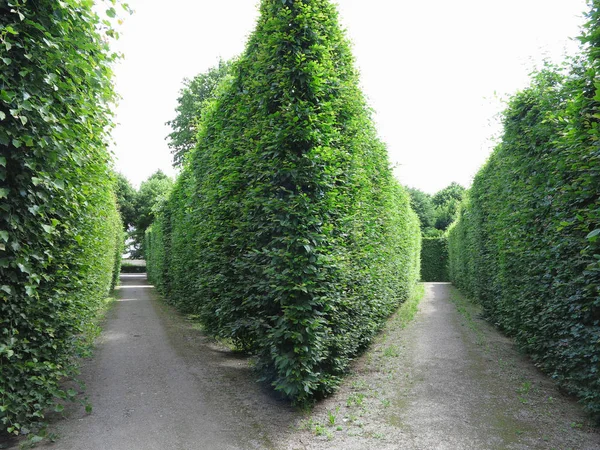 Des Arbres Coupés Géométriquement Idéalement Dans Parc Abstrait Bien Entretenu — Photo