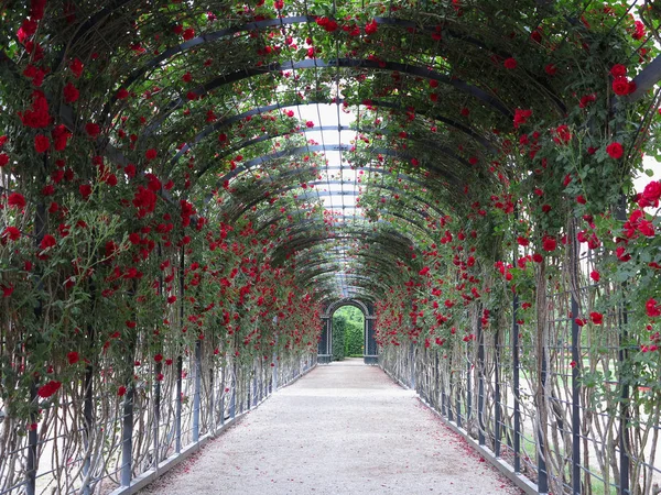 Belle Arcade Naturelle Verte Abstraite Faite Roses Fleurs — Photo