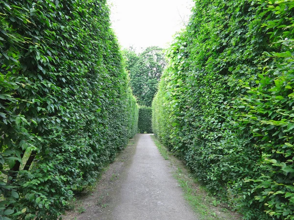 Des Arbres Coupés Géométriquement Idéalement Dans Parc Abstrait Bien Entretenu — Photo