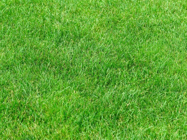 Green Grass Background Green Lawn Pattern Textured Background — Stock Photo, Image