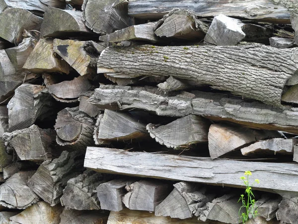 准备过冬的柴火 木柴背景 成堆的木柴在森林里 木柴堆 — 图库照片