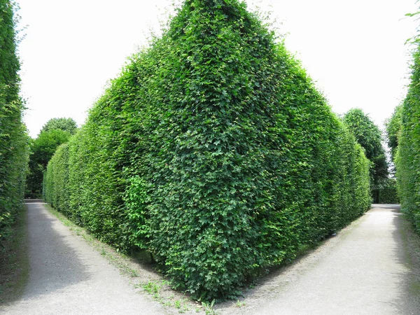 Árboles Esquilados Idealmente Cortados Geométricamente Parque Abstracto Bien Cuidado — Foto de Stock