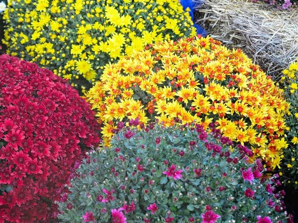 Abstrakte Schöne Rote Blaue Gelbe Blumen Blumensträuße Hintergrund — Stockfoto